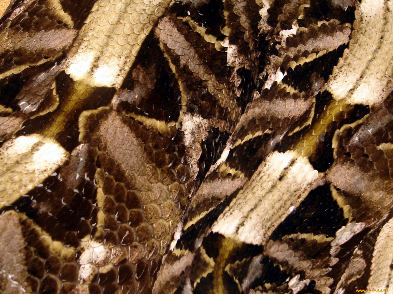 snakeskin, , , , 